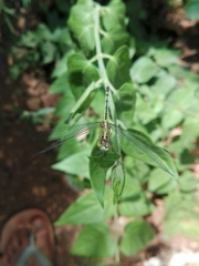 Diplacodes trivialis