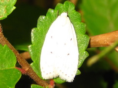 Scythropiodes approximans