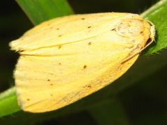 Stigmatophora flava