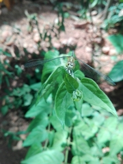 Diplacodes trivialis