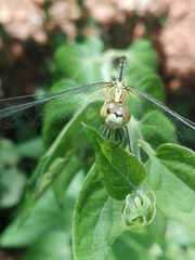 Diplacodes trivialis