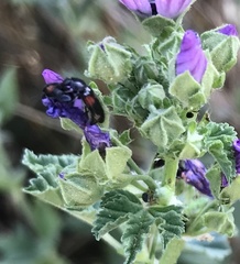 Divales bipustulatus