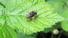 Syrphidae