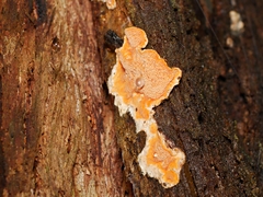Gloeoporellus merulinus