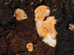Gloeoporellus merulinus