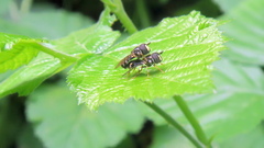 Syrphidae