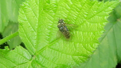Syrphidae