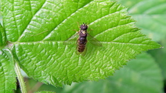 Syrphidae