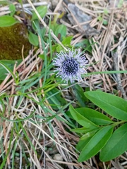 Globularia bisnagarica