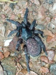 Seqocrypta jakara