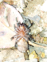 Seqocrypta jakara