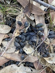 Rusa timorensis