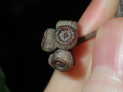 Eucalyptus globoidea