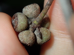 Eucalyptus globoidea