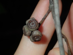 Eucalyptus globoidea