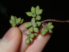 Eucalyptus globoidea
