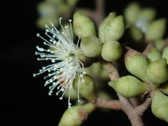 Eucalyptus globoidea