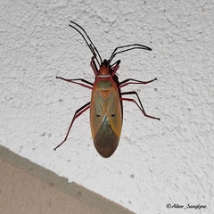 Dysdercus evanescens