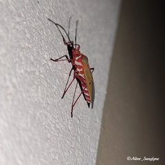 Dysdercus evanescens