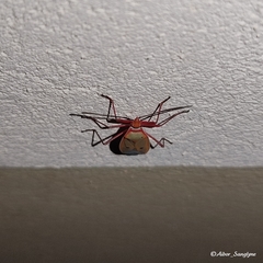 Dysdercus evanescens