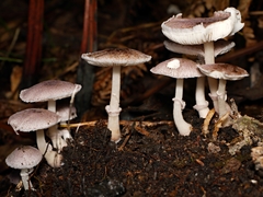 Lepiota haemorrhagica