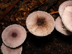 Lepiota haemorrhagica