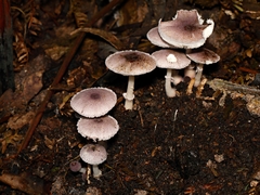 Lepiota haemorrhagica