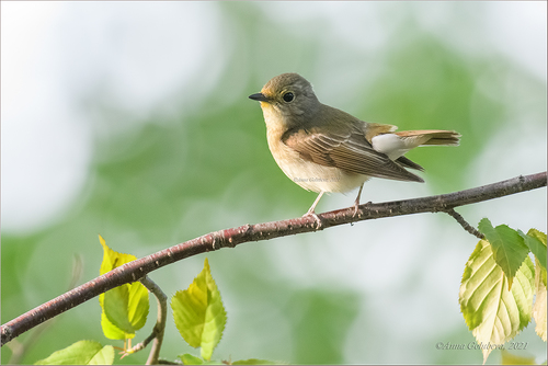 Narcissus Flycatcher