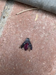 Chrysobothris gemmata