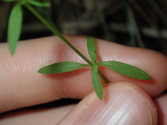 Galium leiocarpum