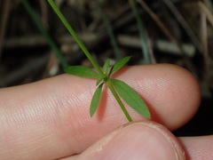 Galium leiocarpum