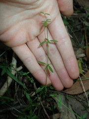 Galium leiocarpum