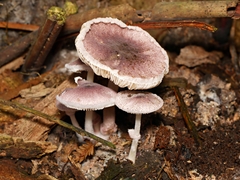 Lepiota haemorrhagica