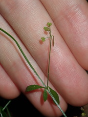 Galium leiocarpum