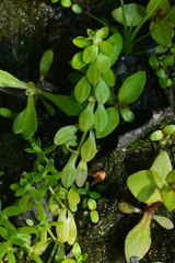 Callitriche peploides