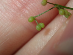 Galium leiocarpum