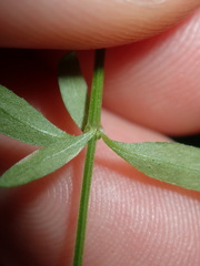 Galium leiocarpum