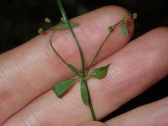 Galium leiocarpum