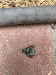 Chrysobothris gemmata