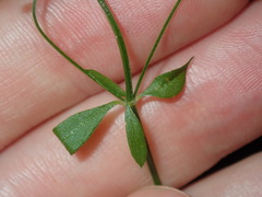 Galium leiocarpum