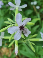 Microbotryum saponariae