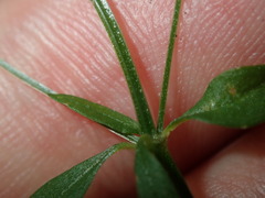 Galium leiocarpum