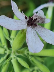 Microbotryum saponariae