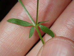 Galium leiocarpum