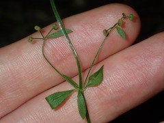 Galium leiocarpum