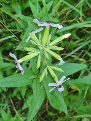 Microbotryum saponariae