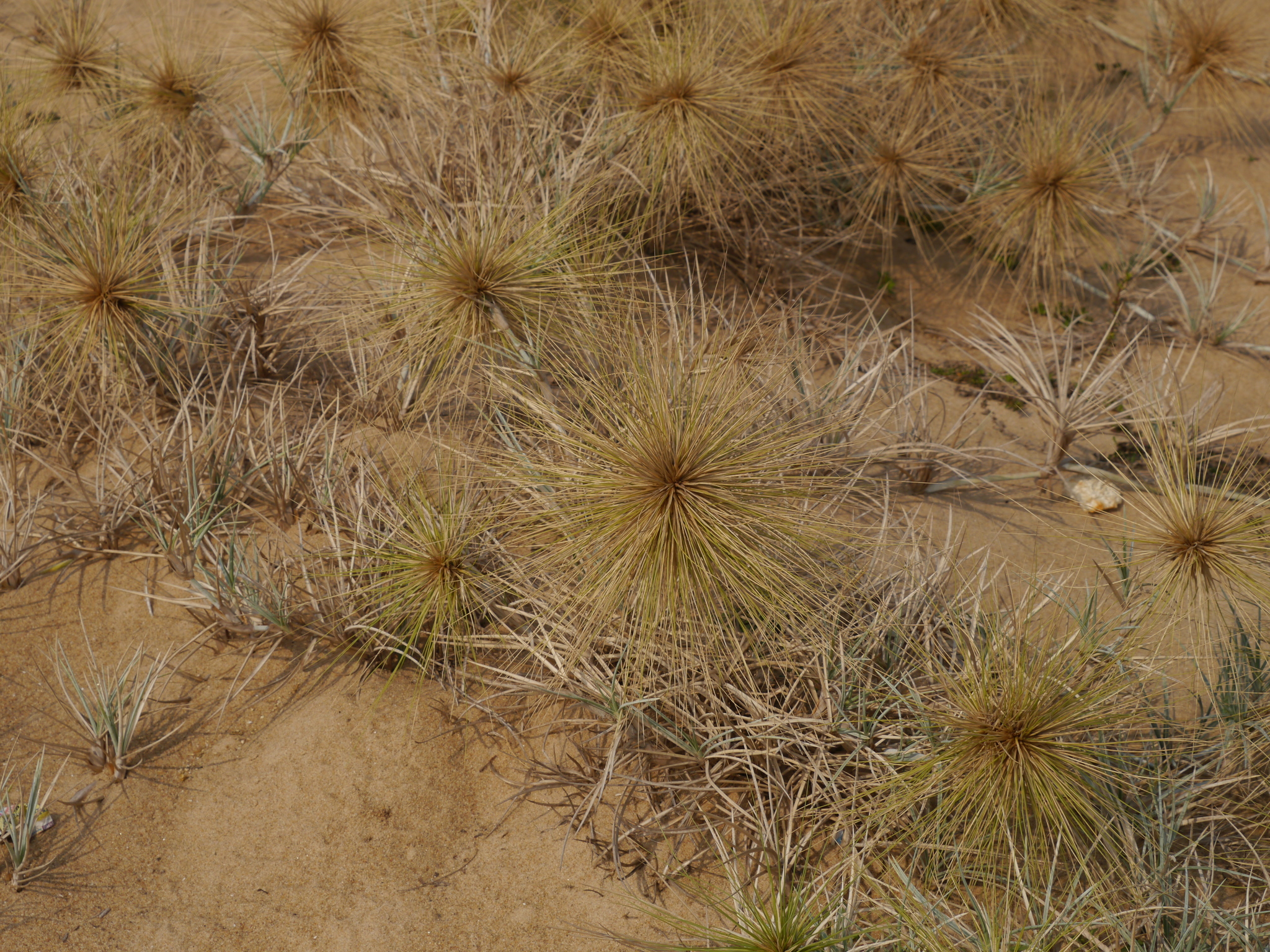 Spinifex littoreus (Burm.f.) Merr.