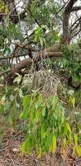 Eucalyptus baxteri