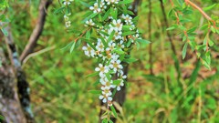 Leptospermum polyanthum
