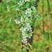 Leptospermum polyanthum - Photo (c) 何秋, some rights reserved (CC BY-NC), uploaded by 何秋
